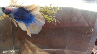 Betta Fish