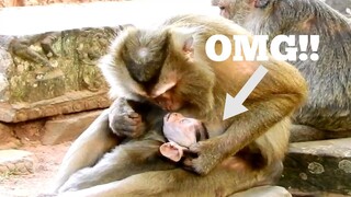 OMG Monkey Teresa​Groom Baby Like This, Baby Monkey Scare Screaming Loudly to Call Mum Butter