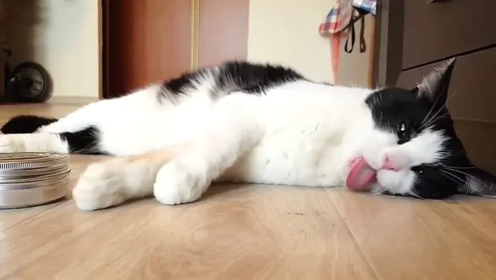 Animals|A Cat Obsessed With Catnip