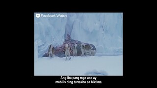 "Eight Below | Tagalog Review"