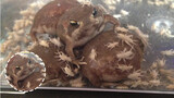 [Động vật]Dế vây quanh ếch breviceps adspersus