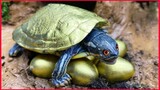 Catching Sea Turtle Trap Primitive Cooking Experiment Unusual Underground.