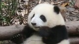 【Panda】Hehua:the baby eat food intractably