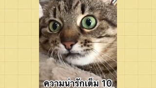 เพื่อนตัวน้อยแสนซน : ความน่ารักเต็ม 10