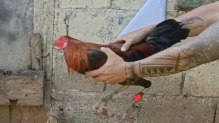 bulik na matinik