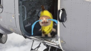 小猫们去跳伞，香蕉猫却不敢跳