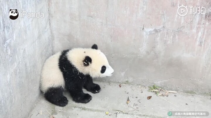 摸头杀可能是哄小熊友专用技能，一秒钟就不生气