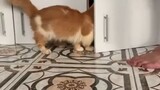 kucing cebol