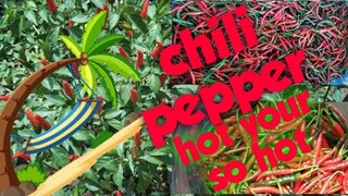 🇵🇭CHILI PEPPER / SILING LABUYO HARVESTING at the farm
