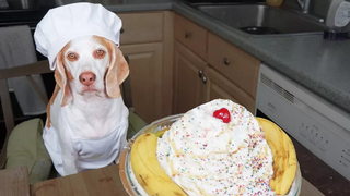 Dog Makes Ice Cream Sundae เชฟ Dog Maymo