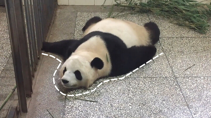 [Pandas] Fluffy Panda Lying On The Ground