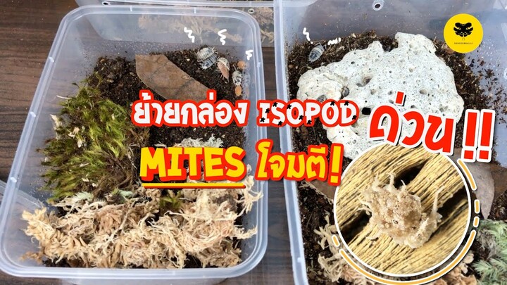 [ISOPOD]EP4 ย้ายกล่องไอโซพอด เมื่อไมท์โจมตี l Attack of mites BY SHOCKERBALLS