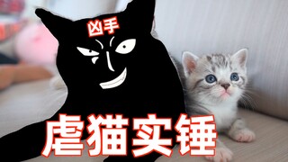 猫妈妈趁主人不在家 疯狂虐待自己的小猫！被实锤后装无辜