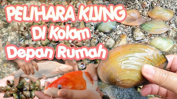 PELIHARA KIJING DI KOLAM DEPAN RUMAH