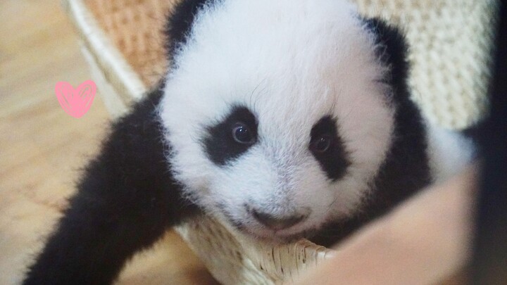 【Panda】It's crowded, I'll hit you!