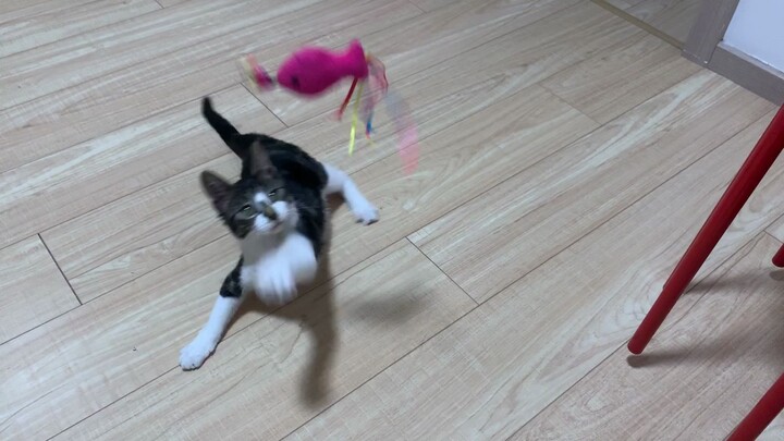 【Animal Circle】Step-by-step tutorial to fish a cat