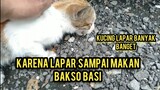 Street feeding Kucing Jalanan Di Emperan Ruko Pada Sedih Kelaparan..!