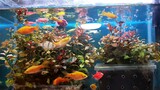 Our lil Aquarium