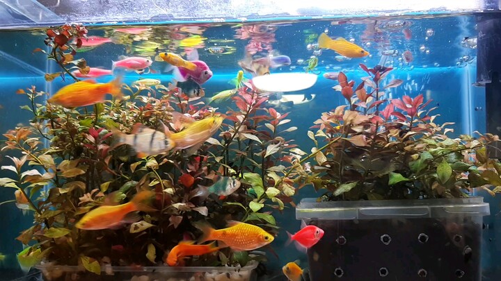 Our lil Aquarium