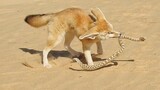 Fox vs Viper Snake _ Incredible Fox and Jackal Attack Moments _ Jackal vs Lion,