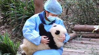 【大熊猫和花】奶妈抱着软萌小和花，这柠檬太酸了