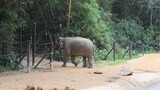 Animal|Thoughts of Lena the Elephant