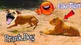 Fake Tiger Prank dog - Prank Fake Tiger vs Sleeping Dog Village