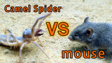 แมงมุมอูฐ vs หนู สมแล้วที่แมงมุมอูฐเป็น Honey Badger ในโลกอาร์โทรพอด