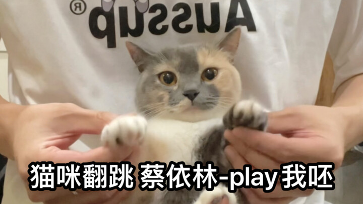 全网最会跳舞的小猫咪｜蔡依林 我呸翻跳｜一镜到底｜猫咪跳舞