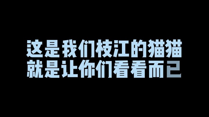 这是我们枝江的猫猫，就是让你们看一下而已