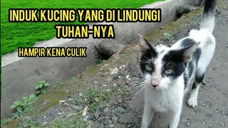 Kucing Ini Hampir Tidak Bisa Bertemu Dengan Anak-Anaknya Lagi |Jangan Adopsi Kucing Liar Sembarangan