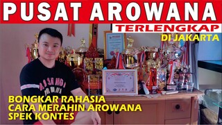 PUSAT AROWANA SUPER RED TERLENGKAP DI JAKARTA BARAT