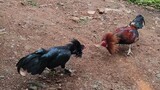 Miniature Black Hennie 13 Months Old vs Pulang Linaw 2 Years & 5 Months. SPARRING!🐓🔥