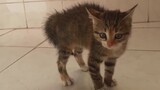 Cute Kitten Without Piloerection