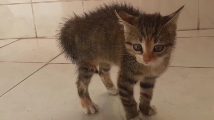 Cute Kitten Without Piloerection