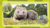 Wombat จากออสเตรเลีย ทำตัวเป็นเหยื่อเพื่อล่อผู้ล่า