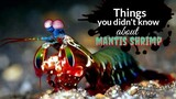 Things you didn't know about Mantis Shrimp | Mantis Shrimp | Tenrou21
