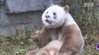 秦岭已发现10次棕色大熊猫，七仔有很多一样的小伙伴啊
