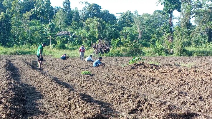 Farm Life.