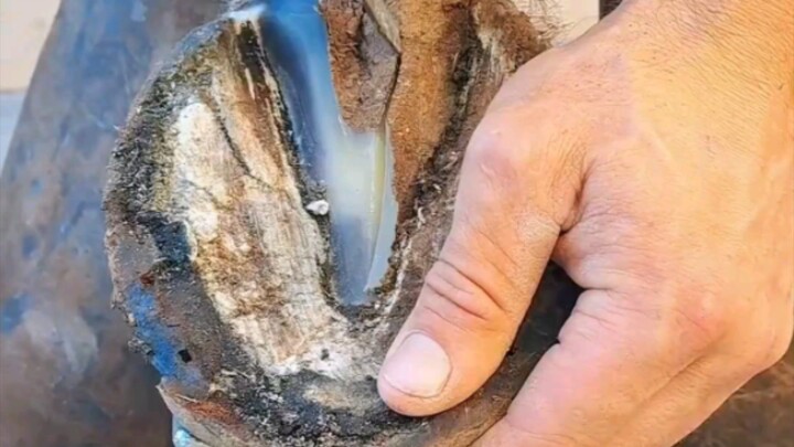 It costs a lot to hire someone to repair a horse's hoof, as much as 5,000 yuan per session!