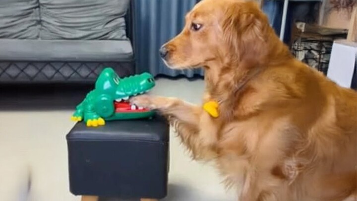 This dog's got more drama than a telenovela | Funny Dog Reaction