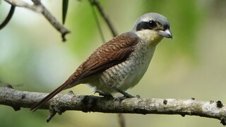 Handsome Mature Male TIGER SHRIKE, Singapore