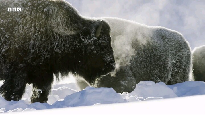 Animals