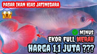 GOKIL !!! Harga Ikan Arwana Super Red ini 1,1 Juta di Pasar Ikan Hias Jatinegara