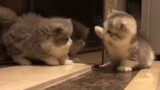 Thú cưng đáng yêu|Tuyển tập video đáng yêu của các bé mèo
