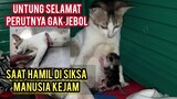 Alhamdulillah Kucing Yang Di Siksa Orang Saat Hamil Kini Sudah Melahirkan..!