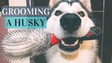 How My Husky's Fur Is SO Soft!