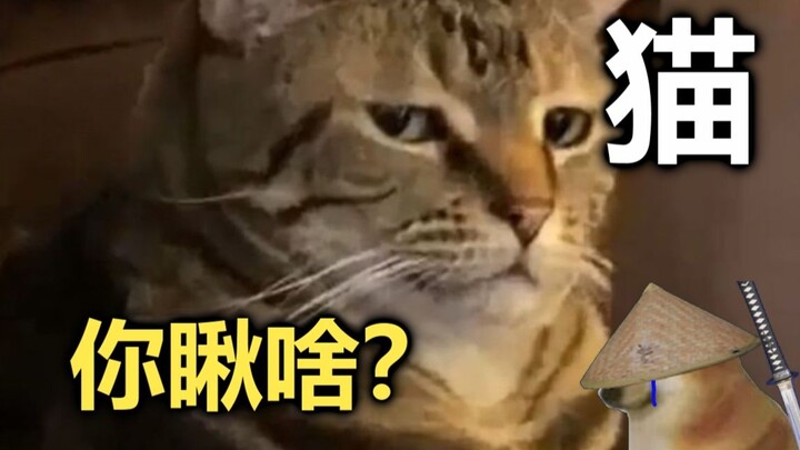 猫在看什么？