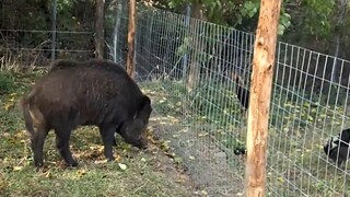 Anjing tersebut buang air kecil di dekat jaringan listrik.Tak disangka, detik berikutnya, anjing ter