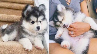 Thú Cưng TV | Gia Đình Ngáo Baby #6 | chó thông minh vui nhộn | Pets funny cute smart dog